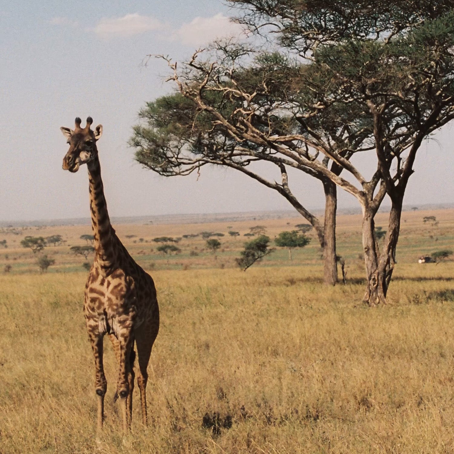 Canon A-1 | 35mm Film Camera